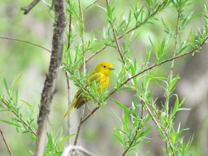 Goldwaldsänger. Wo die Prärie und die Rocky Mountains zusammentreffen, gibt es im Frühling sehr viele Zugvögel.