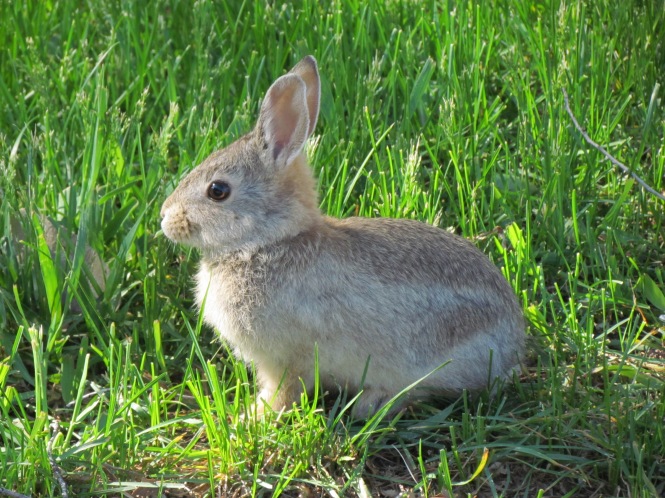 Der Frühling bringt auch unzählige Generationen an Kaninchen in unsere Nachbarschaft.