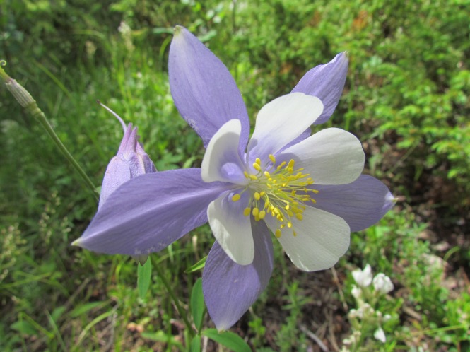 Rocky Mountain Akelei, Staatsblume Colorados. Juni bis August sind die besten Monate für Wildblumen in den Bergen.